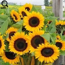 Quante autem vis amicitiae